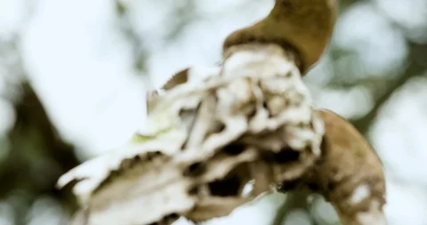 Animal skull Stockbeeldmateriaal 124671042