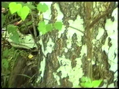 Animal Skull Stock Footage 340541251