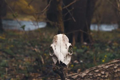 Animal Skull in a Forest Stock Photos