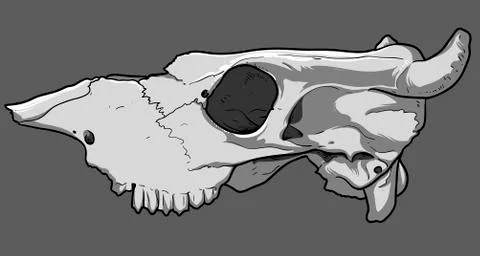 Animal skull Stock Illustration