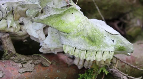 Animal skull on logs Video stock 36218745