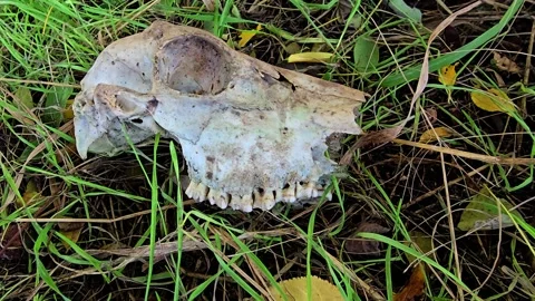 Animal skull lying in grass captured in a sharp close up with clear view of.. Stock Footage 325367239