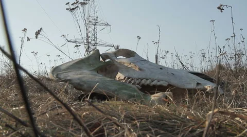 Animal skull lying in the grass Stock-Footage 68843225