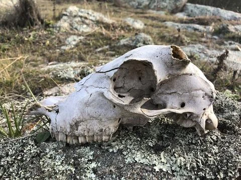 Animal skull Stock Photos