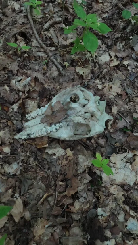Animal skull resting on leaf litter in forest undergrowth Vídeos de archivo 342254957