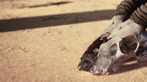 Animal skull on sandy ground in a desert area during daylight hours Stockbeeldmateriaal 343572207