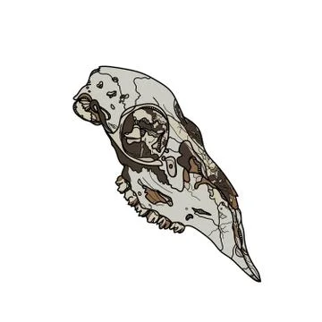 Animal skull vector illustration. Stock Illustration