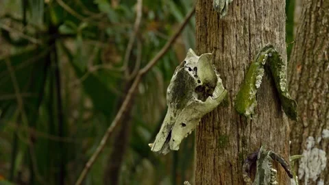 Animal Skulls Attached to a Tree Stock Footage 244361812