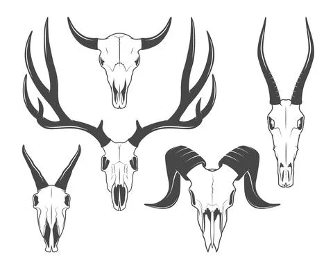 Animal skulls Stock Illustration