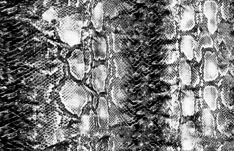 Animal snake skin and surface pattern Stock Illustration