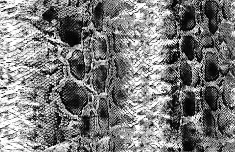 Animal snake skin surface pattern Ilustración de archivo