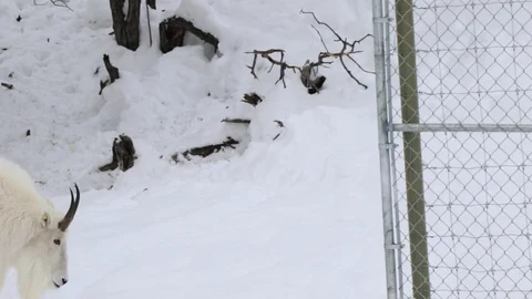 Animal in the snow Stock Footage 127057399