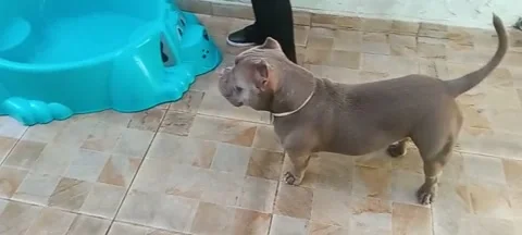 Animal socialization Video stock 302224538