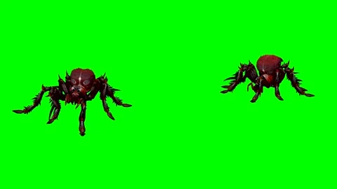 ANIMAL. SPIDERS .4K.Time-60 seconds. Stock Footage 294907936