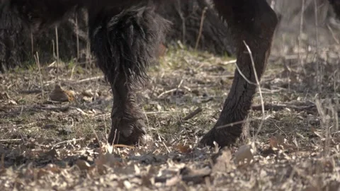 Animal In Spring Stock Footage 237773588