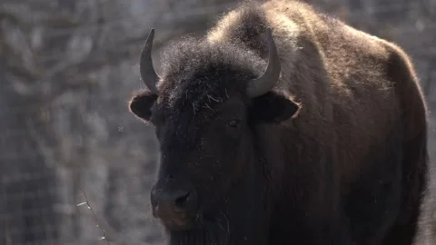 Animal In Spring Stock Footage 237773662