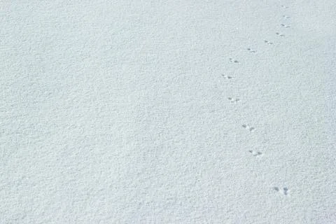 Animal steps in the snow. Stock Photos