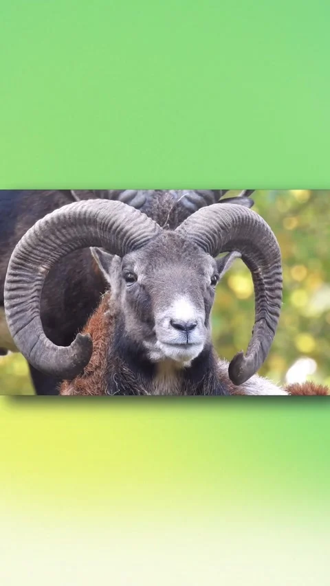 Animal Templates Vertical Stock Footage 281820216