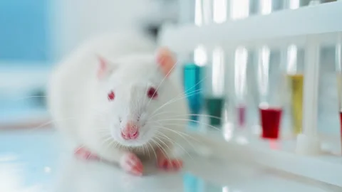 Animal testing in laboratory. rat in blue laboratorym animal experiments Stock Footage 261401568