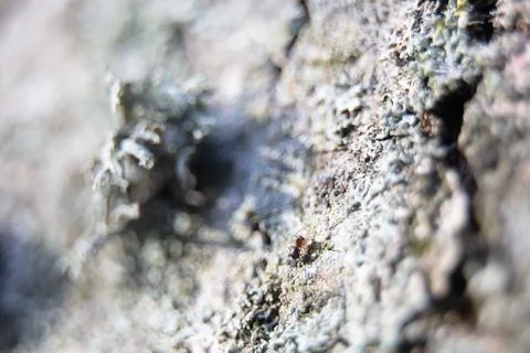 Animal theme. Insect Stock Photos
