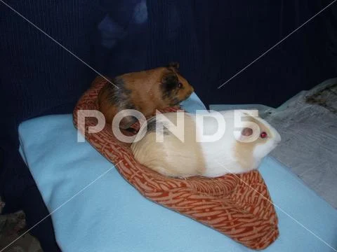Animal themes domestic mammal pets one animals vertebrate relaxation indoors Stock Photos
