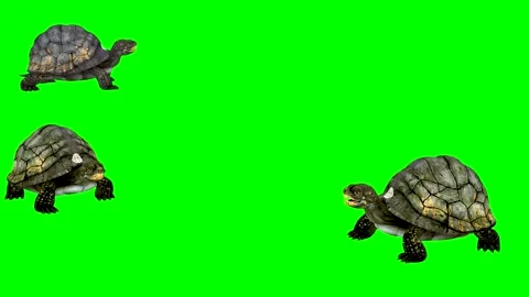 ANIMAL. Three Tortoise .4K time 30 seconds. Stock Footage 294907380