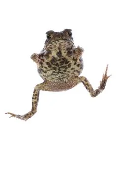 Animal toad frog Foto stock