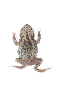 Animal toad frog Stock Photos