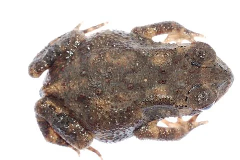 Animal toad frog Foto stock
