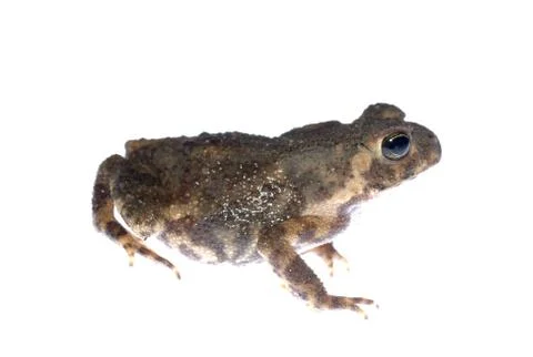 Animal toad frog Foto stock