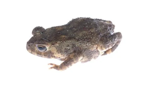 Animal toad frog Foto stock