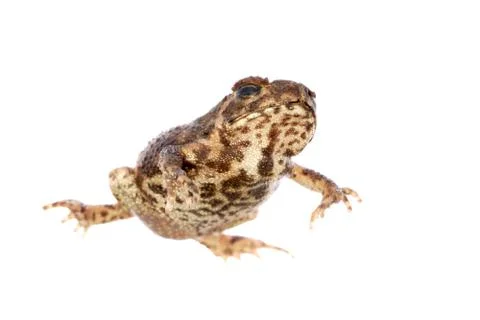  	animal toad frog Foto stock