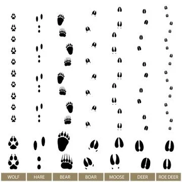 Animal Track, Vector Stock-Illustration