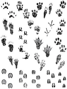 Animal tracks Illustration