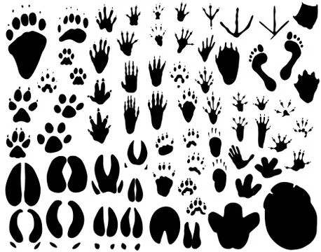 Animal tracks Stock Illustration