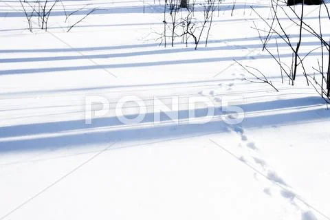 Animal tracks in the snow-clearing in the forest. Stock Photos