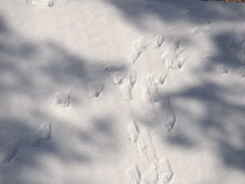 Animal tracks in the snow Video stock 72297227
