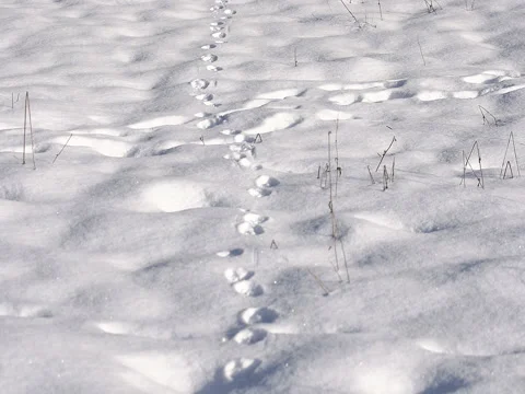Animal tracks in the snow Video stock 72297609