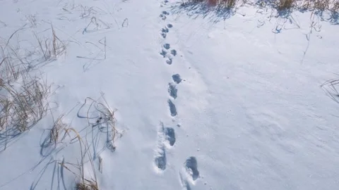 Animal tracks in the snow Stock Footage 149502011