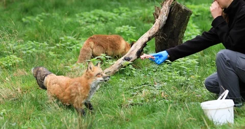 Animal trainder feeding red fox in the forest Stock Footage 119318442