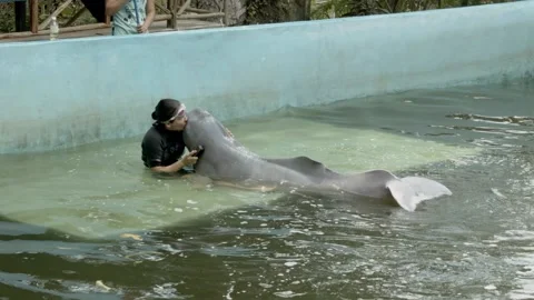 An animal trainer petting a dolphin inside a water tank Stock Footage 188915080