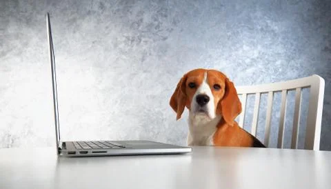 Animal training concept Foto stock