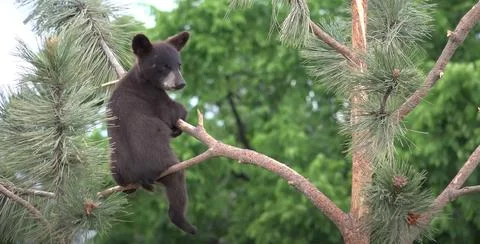 Animal  in the tree Stock Photos