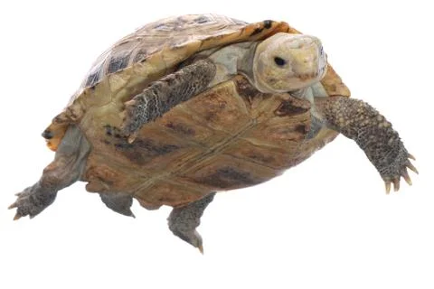 Animal turtle tortoise Foto stock