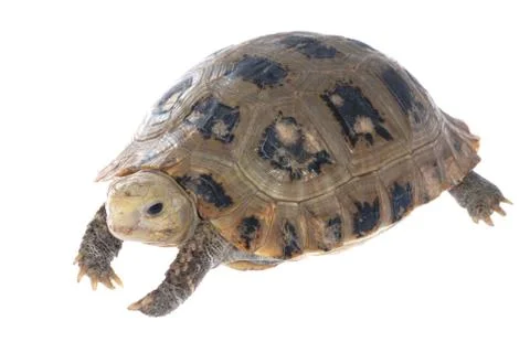 Animal turtle tortoise Stock Photos