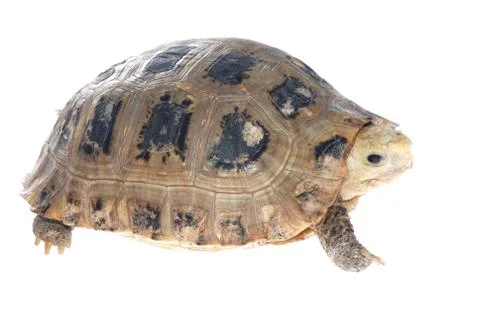 Animal turtle tortoise 写真素材