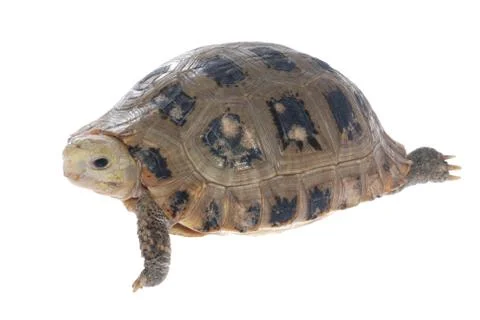 Animal turtle tortoise Stock Photos
