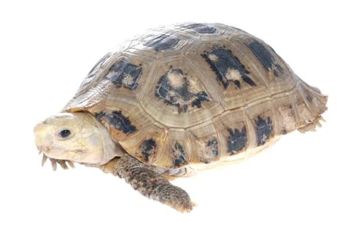 Animal turtle tortoise Foto stock