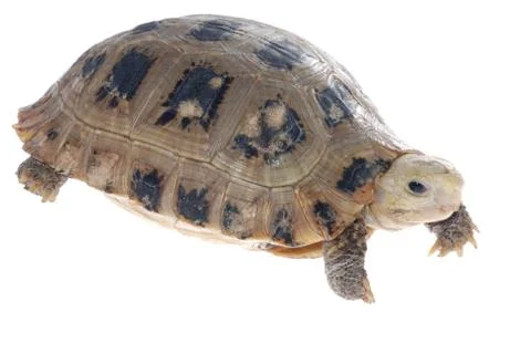 Animal turtle tortoise Foto stock