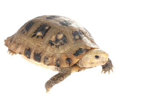 Animal turtle tortoise Stock Photos